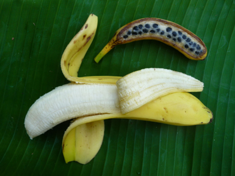 10 frutas que eram muito diferentes antes dos seres humanos as domesticarem