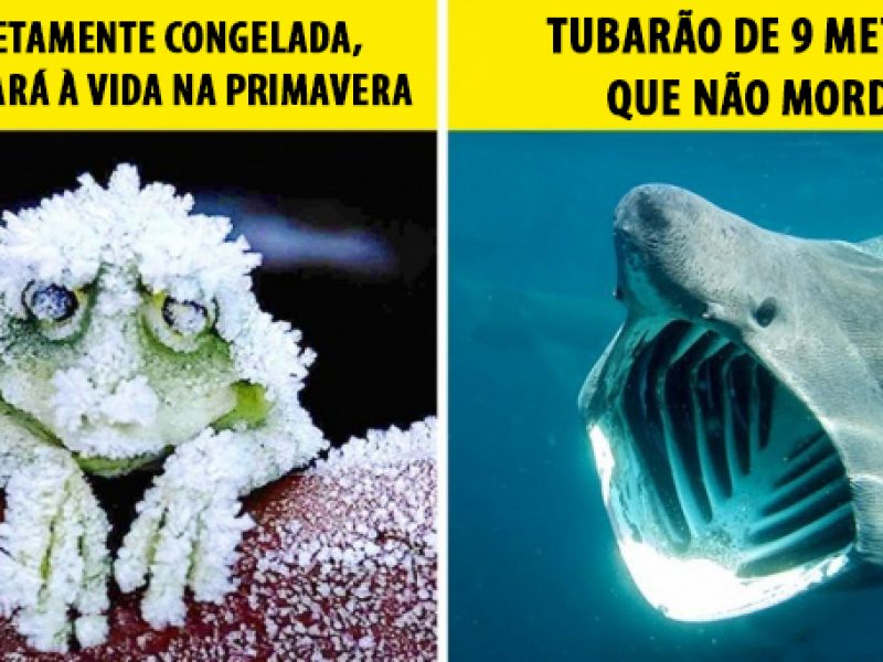 curiosidades sobre animais que ninguém nos contou na aula de biologia